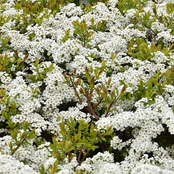 ���� ���ڤ���/�業��ʥ���������4��4.5��ݥå� 5�����å�