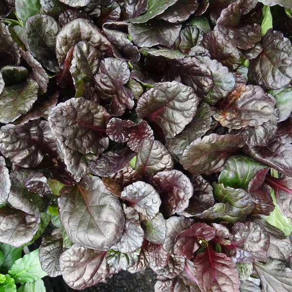 �����奬���֥�å��������å�3��ݥå�24�����å�