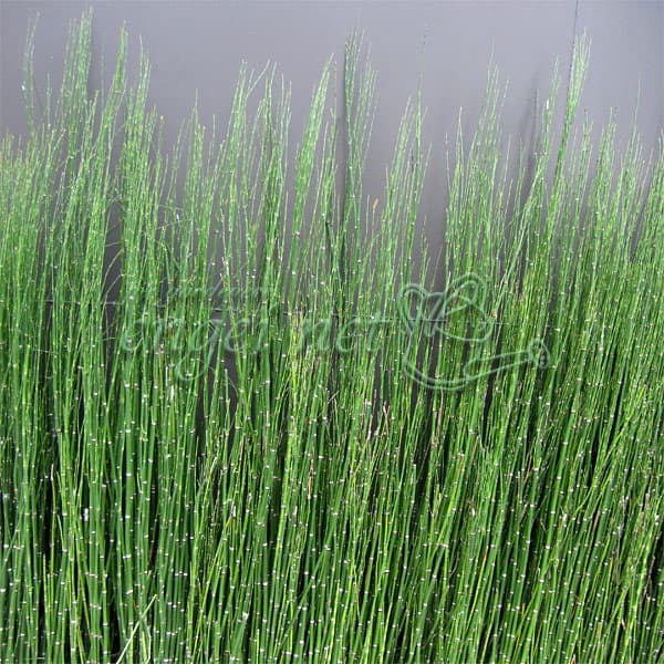 楽天市場】ジャンボトクサ（花・ガーデン・DIY）の通販