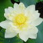 草花の苗/花はす:クリスタルビューティー4.5号ポット 1,749円