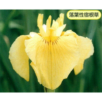 草花の苗/ハナショウブ（花菖蒲）：愛知の輝き（アイチノカガヤキ）3号ポット