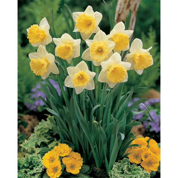 球根/水仙：ラスベガス2球入りのサムネイル