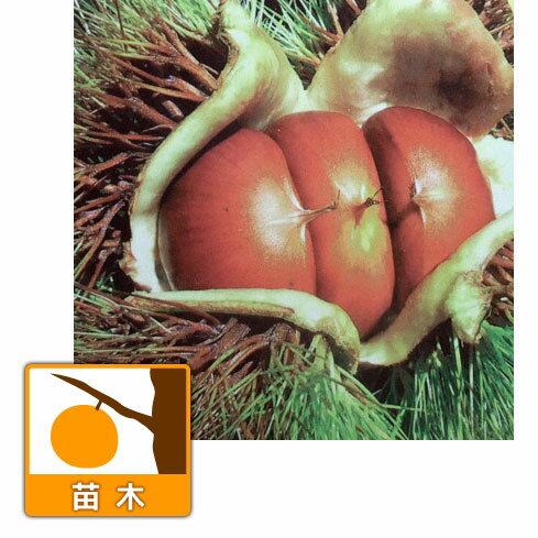 果樹の苗/栗（クリ）：美玖里（みくり）4～5号ポット
