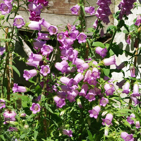 草花の苗/カンパニュラ・一重咲きパープルマーデン（濃桃色）（No.2）3号ポット