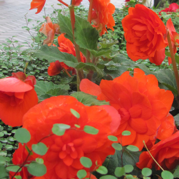 秋苗フォーチュンベゴニア 育て方と初挑戦レポ ベランダガーデン Com ベランダガーデン Com