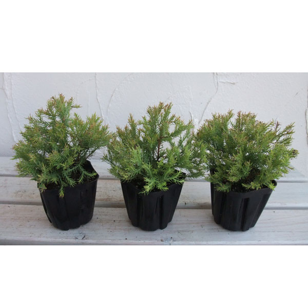 ���� ���ڤ���/���˥ե���(�˥����ҥ�)���饤�󥴡����3��ݥå�3�����å�