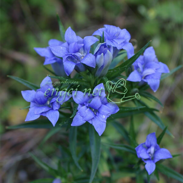 山野草の苗/ササリンドウ：二重咲き2.5-3号ポットのサムネイル