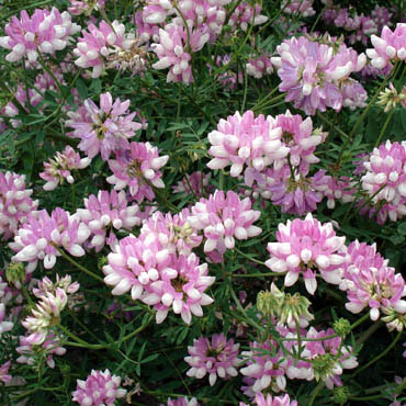 草花の苗/クラウンベッチ3-3.5号ポット2株セット