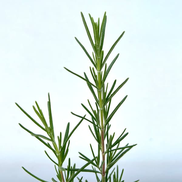初夏と冬に濃い青紫の花を咲かせる 寄せ植え・花壇・ガーデニング・お料理にハーブの苗/ローズマリー（立性）：プログマンズアップライト3号ポットローズマリーは、地中海沿岸原産の常緑低木で、葉にさわやかな香りのがあり、古くから暮らしに利用されています。ハーブとして料理や香料に使われるだけでなく、年間を通して細かな美しい葉を茂らせるのでガーデニングにもぴったり。花壇や鉢植え、建物周りの植栽やグランドカバーと用途は多彩です。秋から春にかけて小さな花も咲かせ、蜂や蝶が集まります。樹形は立性、半ほふく性、ほふく性の3タイプがあります。プログマンズアップライトは立性品種。まっすぐ伸びる枝でやや細めの長い葉です。濃い青紫の花を枝いっぱいに密に咲かせます。学名Rosmarinus officinalis 　英名Rosemary Ploughmans Upright別名・和名マンネンロウ科名・属名シソ科マンネンロウ属分類常緑性低木樹高30〜200cm（品種・栽培環境により異なります）原産地地中海沿岸地方開花期6-7月・12-2月日照日当たり栽培方法：日当たりの良い、水はけがよく乾燥気味のやせた軽い土を好みます。根が多湿を嫌うので、排水のよい状態を保つ様にします。5〜6月、成熟した枝先5〜8cmを使って挿木で殖やすことができます。 写真は成長時のイメージですが、お届けの際は苗の状態です。ローズマリー（立性）：プログマンズアップライト3号ポットの栽培ガイド野菜栽培のコンパニオンプランツローズマリーのスタンダード仕立てローズマリー1月の野菜・ハーブ類のお手入れハーブの育て方