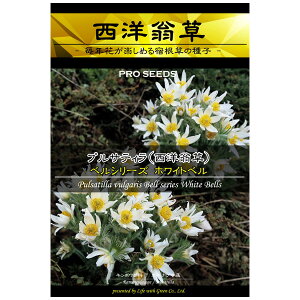 プルサティラ ブルガリス ベルシリーズ：ホワイトベル[西洋オキナグサ 花タネ 3〜6月まき]