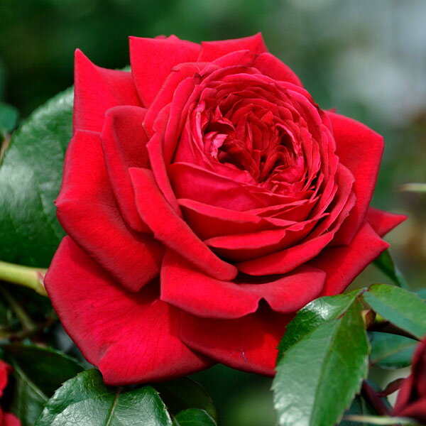 バラの苗/デルバールローズ：リパブ...