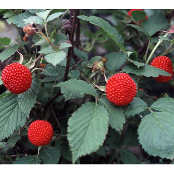 果樹の苗/矮性木いちご：マイラビッ...