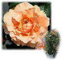 バラの苗/[送料無料]つるバラ：ロイヤルサンセット　8号大型アンドン仕立て