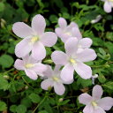 草花の苗/ハイビスカス:ロバツス3号ポット 3株セット
