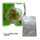 果樹の苗/キウイの花粉（キウイ受粉用）2袋セット