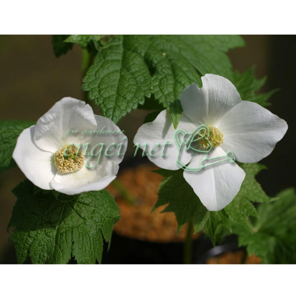 山野草の苗/シラネアオイ（白根葵）：白花 大株2〜3芽立ち 4号ポット