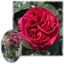 バラの苗/[送料無料]つるバラ：ルージュ・ピエール・ド・ロンサール8号大型アンドン仕立て