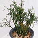 観葉植物/マツバラン:鳳凰柳(ホウオウヤナギ)3.5号鉢植え