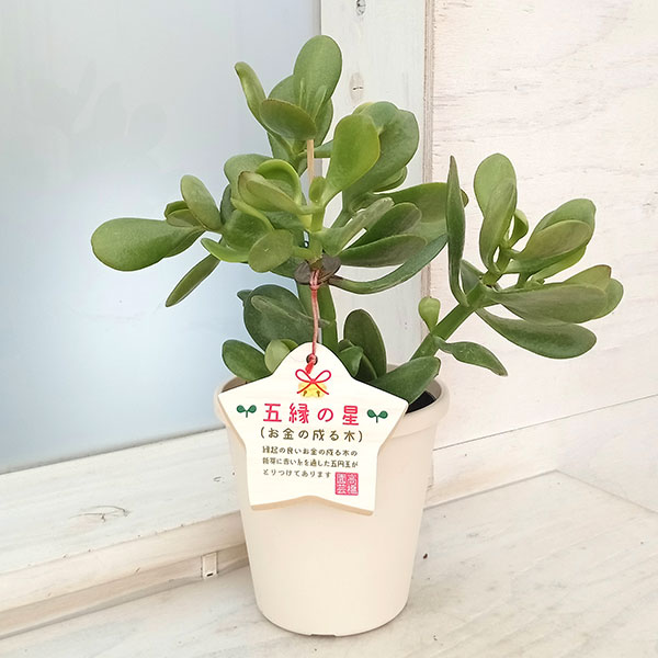 楽天市場】金のなる木 鉢(花・ガーデン・DIY)の通販 楽天市場】金のなる木 鉢(花・ガーデン・DIY)の通販