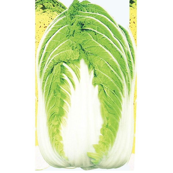 野菜の苗/キングハクサイ（白菜）苗3号ポット