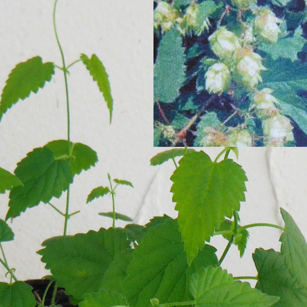 草花の苗/ホップ雌株3号ポット