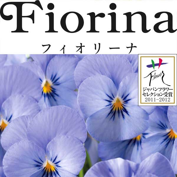 草花の苗/ビオラ：フィオリーナ　スカイブルー4号ポットのサムネイル