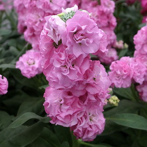 草花の苗/ストック：ベイビー　ピンク（八重）3-3.5号ポットのサムネイル