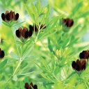 草花の苗/(わけあり特価)ロータス:ブラックムーニー3.5号ポット