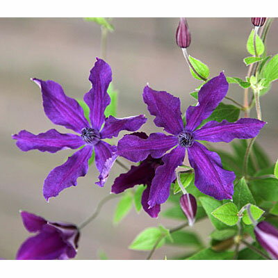 バラの苗/バラに合う：クレマチス：アフロディーテエレガフミナ4.5号ポット（インテグリフォリア...