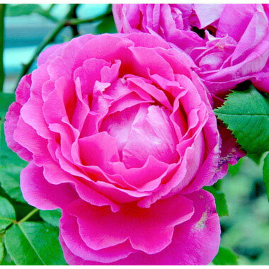 バラの苗/[送料無料]オールドロー...