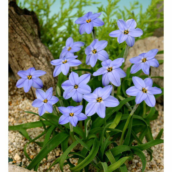 植えっぱなしokの秋植え球根 簡単で手間いらずなオススメ9選 Garden Press