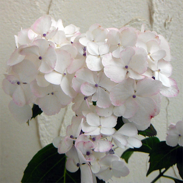 花木 庭木の苗/ヤマアジサイ：ベニテマリ（紅テマリ）3〜3.5号ポット