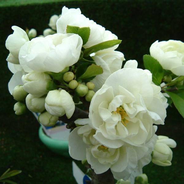 花木 庭木の苗/ボケ（木瓜）：白寿（ハクジュ）3〜4号ポット