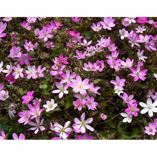 ���������/��������� 2.5��3��ȭ����