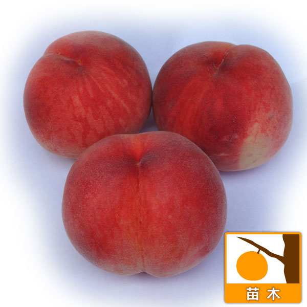 果樹の苗/モモ(桃）：あかつき4〜5号ポット＊＊