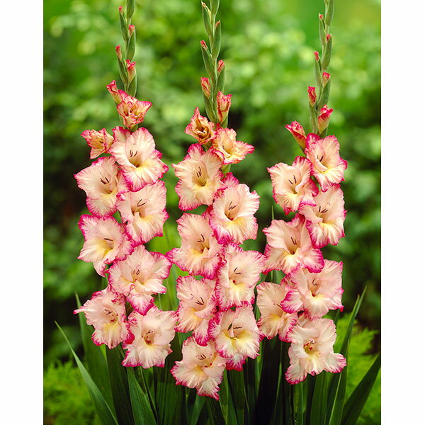 球根/グラジオラス2色咲き：プリシラ8球入り