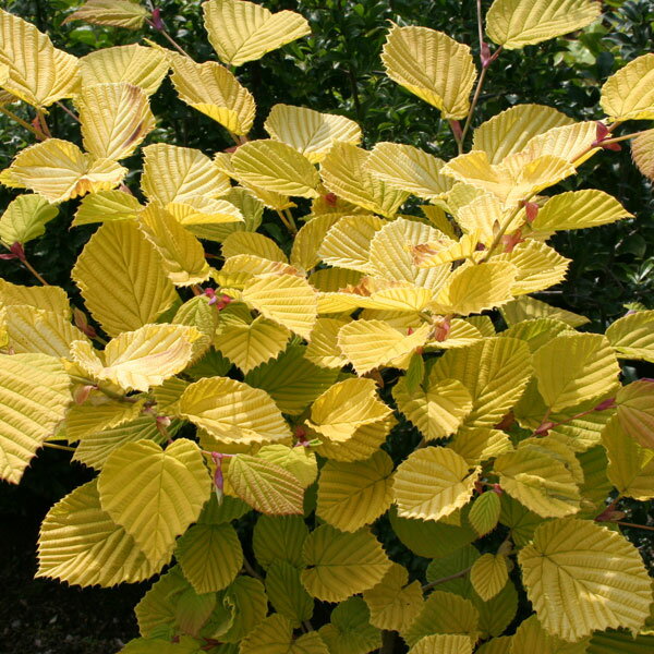 花木 庭木の苗/トサミズキ：スプリングゴールド3-3.5号ポット