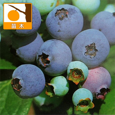 ̼/֥롼٥꡼ʥϥ֥åϡˡ֥ꥮå4ݥå