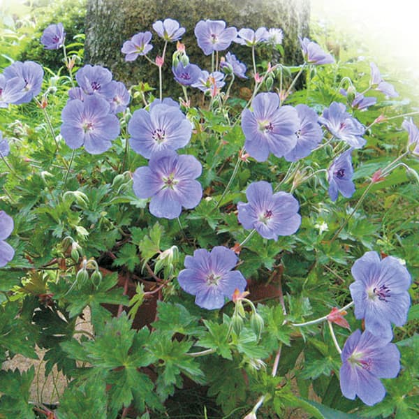 草花の苗/ゲラニウム：ロザンネイ3.5号ポット3株セットのサムネイル