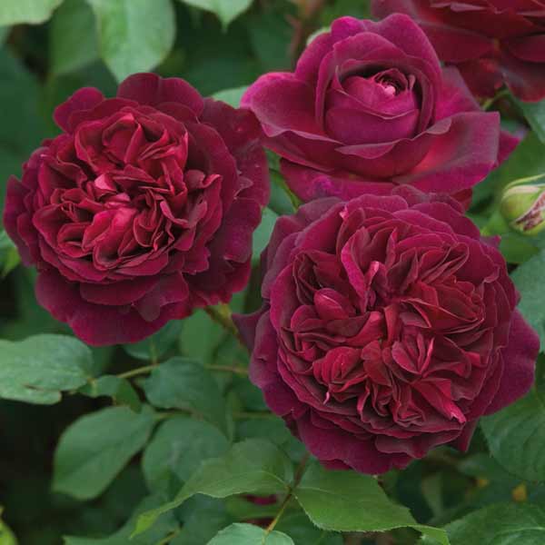 Rose - バラの苗/イングリッシュローズ デビッド・オースチン・ロージズ：ムンステッド・ウッド大苗6L角鉢植え