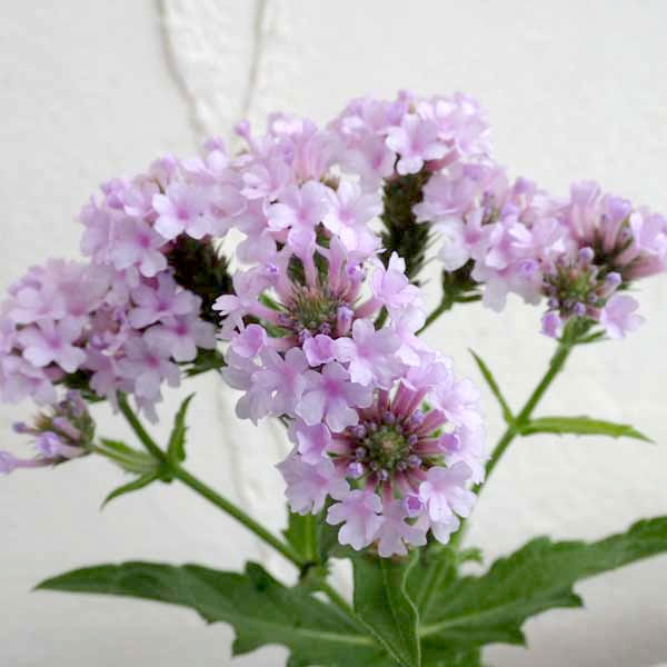 草花の苗/バーベナ：リキダ　ポラリス3-3.5号ポットのサムネイル