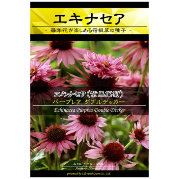 【ラッキーシール対応】エキナセア：パープレア　ダブルデッカー*[花タネ]