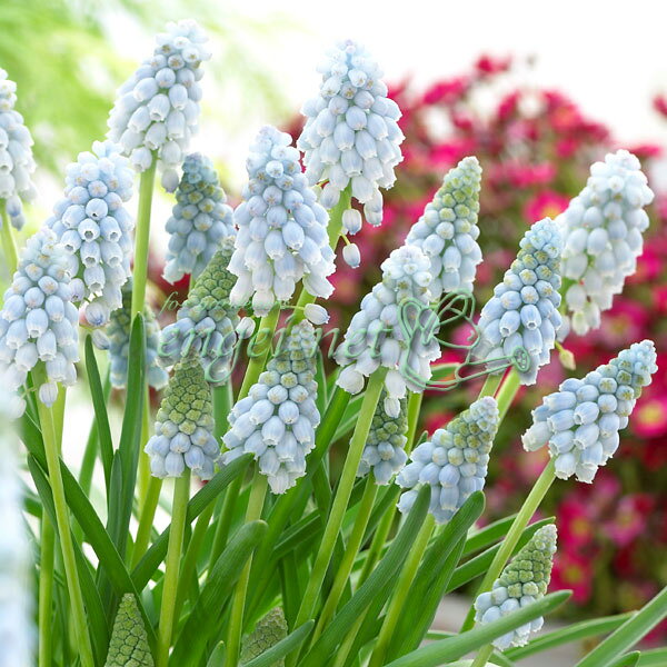 小型 3月〜5月開花 秋植え球根 放任栽培で毎年咲く球根植物球根/ムスカリ：バレリエフィネス5球入り丈夫で栽培の簡単なムスカリの中でも珍しい色。オリジナルガーデン作りにぜひご利用下さい。バレイフィネスは空色のムスカリで、花付きの良い品種です。草丈：約20cm植え時：9月〜12月末開花期：3月下旬〜5月初旬栽培方法：日当たりと水はけの良い、砂質の場所を好みます。苦土石灰を施し、化成肥料を元肥にして5センチ平方に1球を目安に植え、3センチほど土をかぶせます。密植気味に植えるのがコツです。性質はいたって強く、2，3年植え放しでも毎年増えて咲きますが、葉が早く出て姿が乱れます。葉が枯れたら掘り上げて網袋に入れ、涼しい場所に保存し、11月ころ植えるほうが良いでしょう。写真は開花時のイメージです。 ※球根の表皮が剥けていたり、細かな傷がある場合がありますが、生育には支障ありません。ムスカリ：バレリエフィネス5球入りの栽培ガイドチューリップの球根の植えつけ方法秋植え球根のダブルデッカー植え小球根のネット植え球根の植付け秋植え球根【秋植え球根】植えつけ深さの目安植えっぱなしで毎年咲く、おすすめの球根植物