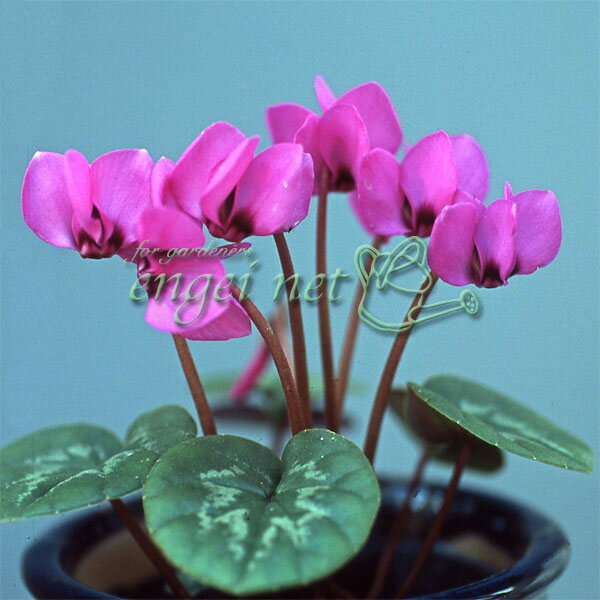 ݥͥå ץ饹㤨ֻ/亮󡧥ֲ֡շϡ2.53ݥåȡפβǤʤ897ߤˤʤޤ