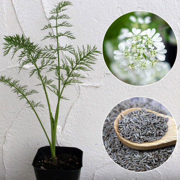 ハーブの苗/キャラウェイ3号ポット2株セット