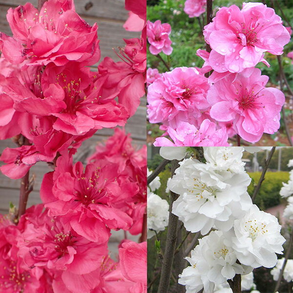 ���� ���ڤ���/�ۤ����������� �ȼꥷ�꡼��3�ʼ糧�å�