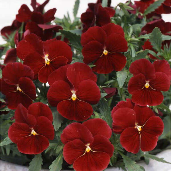 ベリーのなる苗木