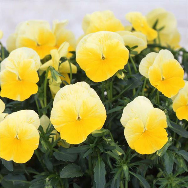 草花の苗/[送料無料]パンジー：よ...