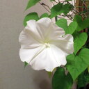 草花の苗/ユウガオ(夕顔):白花夕顔2.5号ポット3株セット