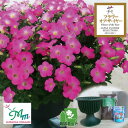 草花の苗/ペチュニア:マドンナの宝石(ピンク)と鉢と土と苗のセット